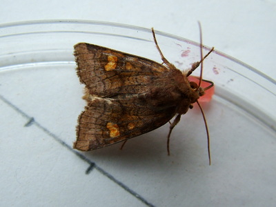 Ear Moth